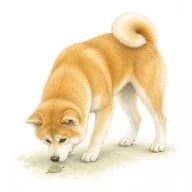 秋田犬